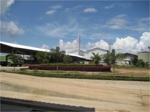 Proses Pembuatan Tepung Tapioka: Dari Singkong hingga Produk Akhir