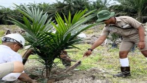 Cara Menanam Sawit: Panduan Lengkap untuk Hasil Panen Optimal